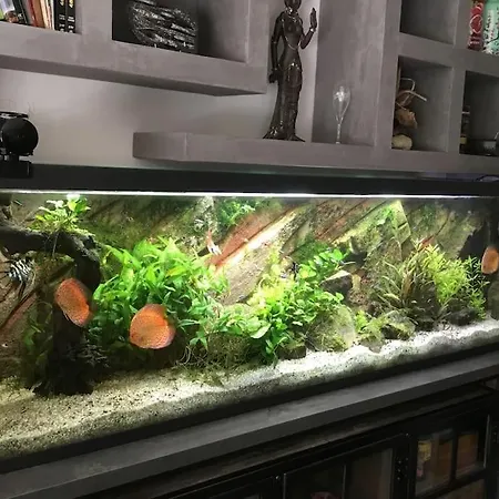 Standing Piscine Privee En Ecrin De Verdure Vila