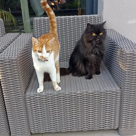 Vila Standing Piscine Privee En Ecrin De Verdure Mérignac