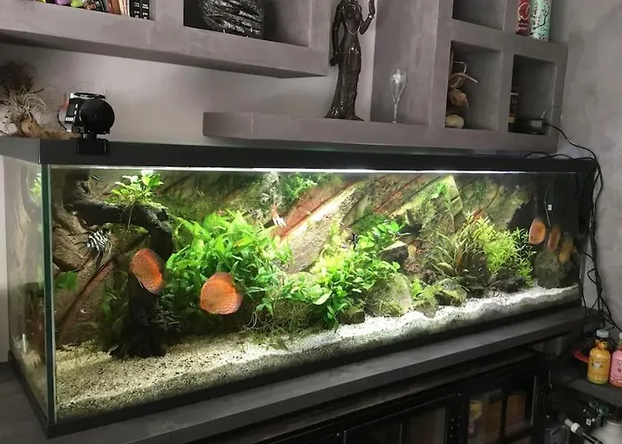 Standing Piscine Privee En Ecrin De Verdure Villa