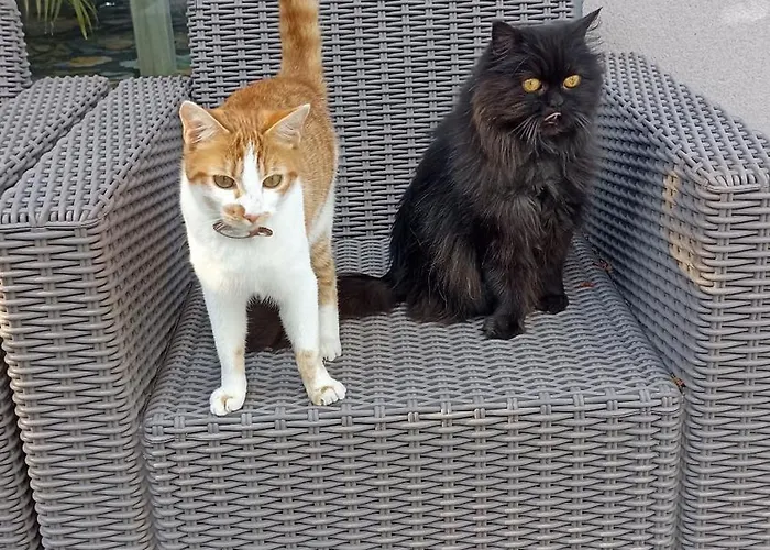 Villa Standing Piscine Privee En Ecrin De Verdure Mérignac